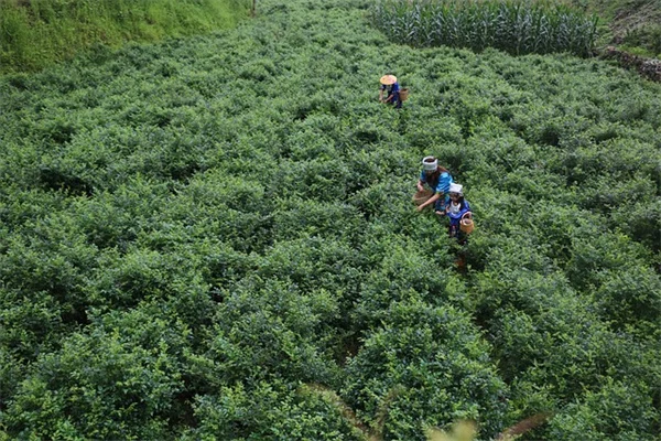 Can SGLT2 Inhibitors Reduce Dementia Risk in Type 2 Diabetes?